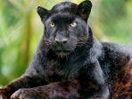 ilustrasi-black-leopard-atau-macan-kumbang-hitam.jpg