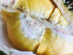 ilustrasi-durian-yang-diolah-untuk-pulut-durian.jpg