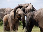 ilustrasi-gajah-di-thailand.jpg