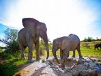 ilustrasi-gajah_20161120_120023.jpg