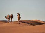 ilustrasi-gurun-sahara-dan-unta.jpg