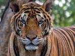 ilustrasi-harimau-benggala.jpg