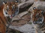 ilustrasi-harimau-malaya.jpg