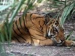 ilustrasi-harimau_20171125_111638.jpg