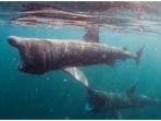 ilustrasi-hiu-penjemur.jpg