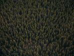 ilustrasi-hutan-di-alaska-lebih-dari-20000-orang-hilang-di-segitiga-alaska.jpg