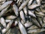 ilustrasi-ikan-bandeng-untuk-imlek.jpg