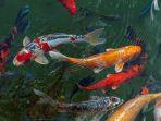 ilustrasi-ikan-koi-di-sungai.jpg