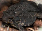 ilustrasi-katak-hitam.jpg