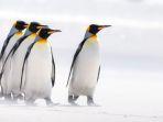ilustrasi-kawanan-penguin-kaisar-1.jpg