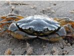 ilustrasi-kepiting_20181015_161725.jpg