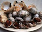 ilustrasi-kerang-dara-seafood-enak-yang-bisa-dimasak-menjadi-beragam-hidangan-lezat.jpg