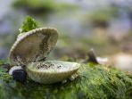 ilustrasi-kerang-laut.jpg