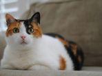 ilustrasi-kucing-belang-tiga-atau-calico-cat.jpg
