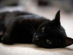 ilustrasi-kucing-berwarna-hitam.jpg