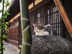ilustrasi-kucing-di-penginapan-neko-hatago.jpg