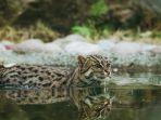 ilustrasi-kucing-hutan-berenang.jpg