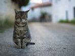 ilustrasi-kucing-kucing-jadi-objek-wisata-populer-di-polandia.jpg