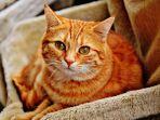 ilustrasi-kucing-orange.jpg