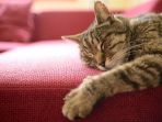 ilustrasi-kucing_20170620_094310.jpg