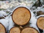 Jenis Kayu Langka dari Jepang Ini Dijual dengan Harga Fantastis, Capai Ratusan Juta Rupiah per Gram