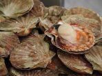 ilustrasi-masakan-scallop.jpg
