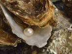 ilustrasi-mutiara-dalam-kerang.jpg