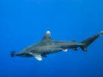 ilustrasi-oceanic-whitetip.jpg