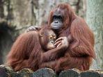 ilustrasi-orang-utan-di-kebun-binatang.jpg