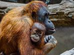 ilustrasi-orang-utan.jpg