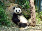 ilustrasi-panda-yang-tengah-bersantai.jpg