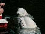 ilustrasi-paus-beluga-1.jpg