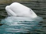 ilustrasi-paus-beluga.jpg