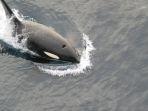 ilustrasi-paus-pembunuh-atau-orca-1.jpg