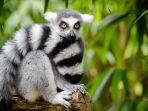 ilustrasi-satwa-lemur.jpg