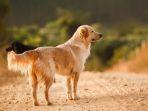 ilustrasi-seekor-anjing-golden-retriver.jpg