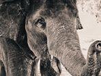 ilustrasi-seekor-gajah.jpg