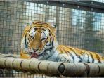 ilustrasi-seekor-harimau.jpg