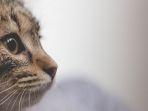 ilustrasi-seekor-kucing.jpg
