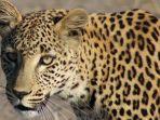 ilustrasi-seekor-macan-tutul.jpg