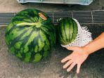ilustrasi-semangka-besar-di-jepang.jpg