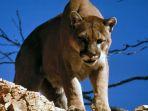 ilustrasi-singa-gunung-alias-puma.jpg