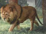 ilustrasi-singa-sedang-berjalan.jpg