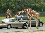 ilustrasi-wisata-safari-drive-thru.jpg
