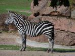 ilustrasi-zebra-1.jpg