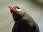 inca-tern-burung_20180529_135915.jpg