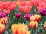 indira-gandhi-memorial-tulip-garden_20180331_130345.jpg