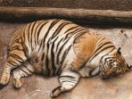 induk-harimau_20180615_113251.jpg