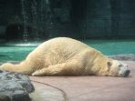 inuka_20180413_110836.jpg