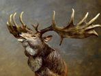 irish-elk_20171115_143549.jpg